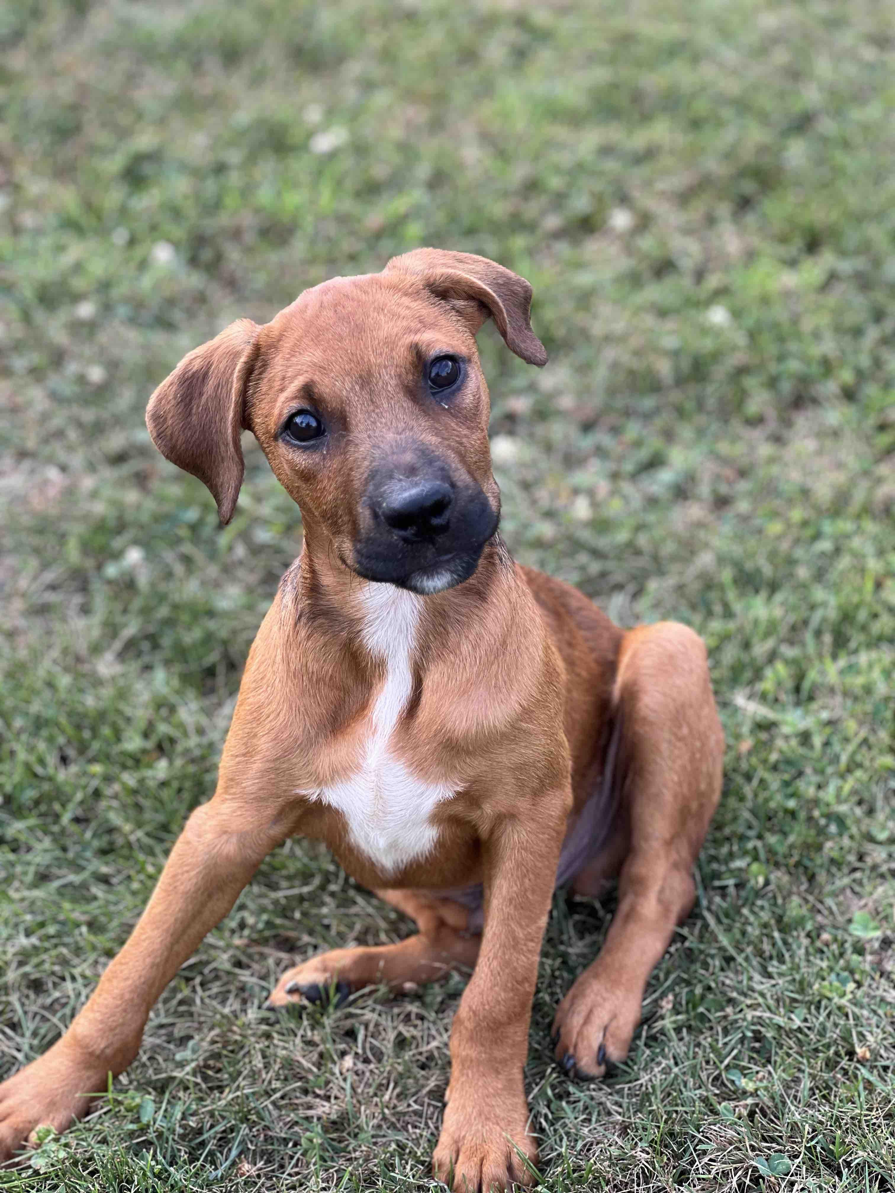 Ben (PA) playful, a ADOPTABLE mixed breed in York, PA image 1/3