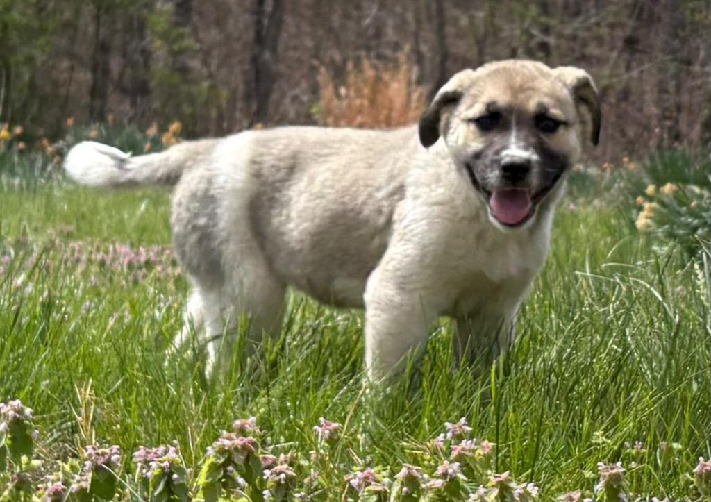Enlarge Fiona, a Adoptable Great Pyrenees in Murray, KY image 1/1