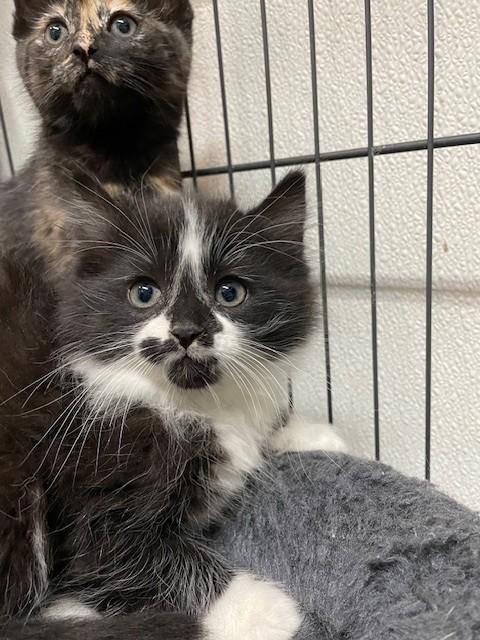 Male kitten-available for foster-to-adopt, adopted, Kitten Male Domestic Medium Hair.