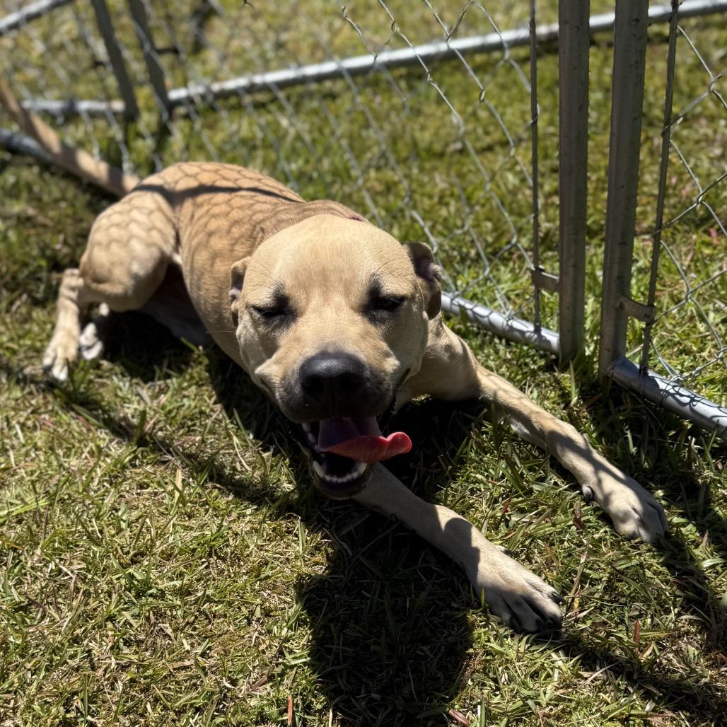 Enlarge Phoebe (Charmed Litter), a Adoptable Mixed Breed in Volcano, HI image 1/6