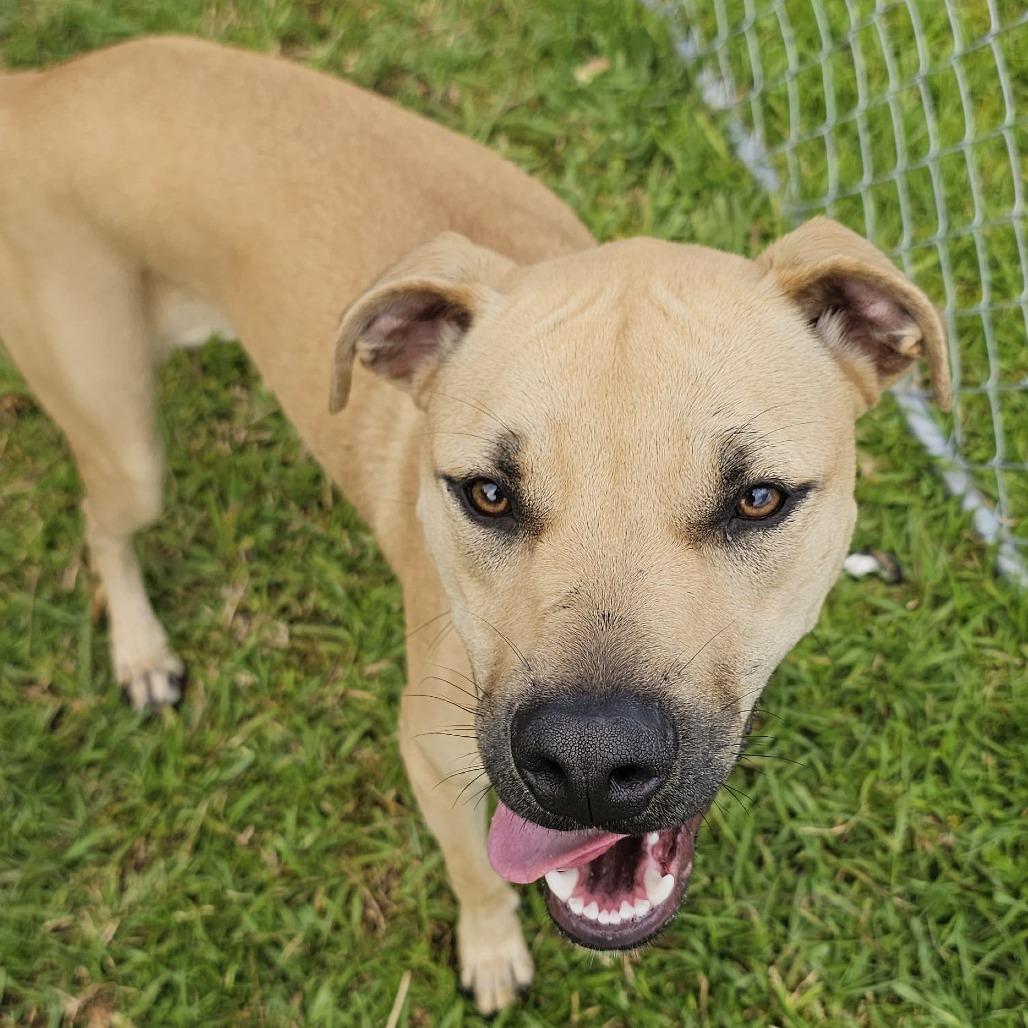 Enlarge Phoebe (Charmed Litter), a Adoptable Mixed Breed in Volcano, HI image 2/6