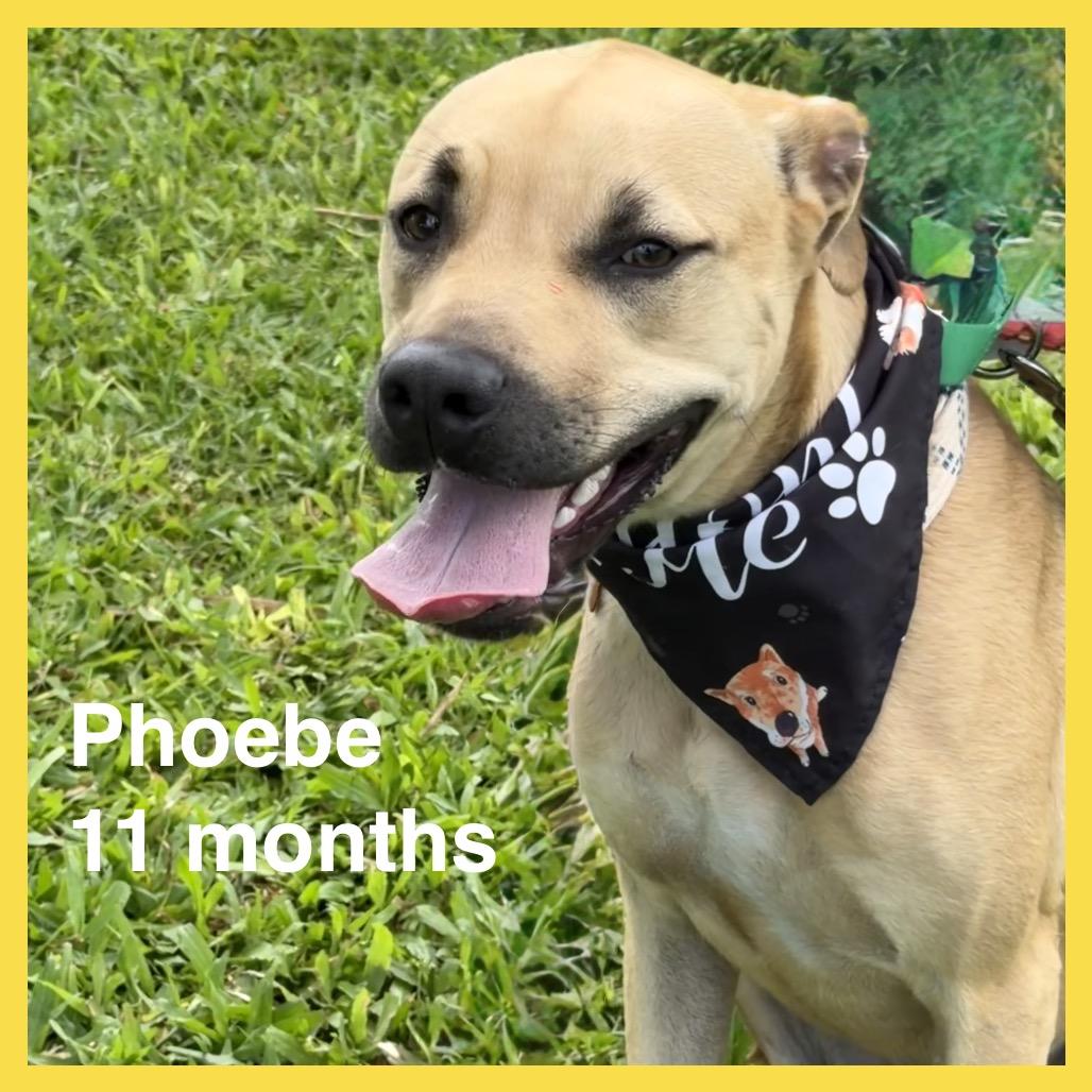 Enlarge Phoebe (Charmed Litter), a Adoptable Mixed Breed in Volcano, HI image 3/6