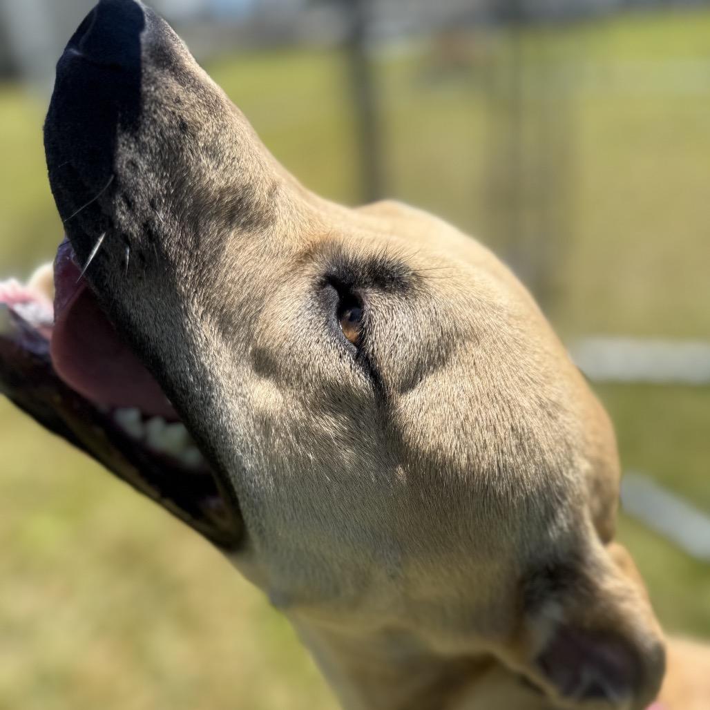 Enlarge Phoebe (Charmed Litter), a Adoptable Mixed Breed in Volcano, HI image 4/6