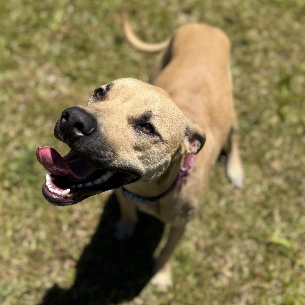 Enlarge Phoebe (Charmed Litter), a Adoptable Mixed Breed in Volcano, HI image 5/6