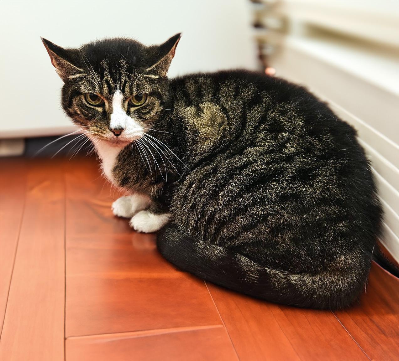 Kayla the kind hearted cutie!, a Adoptable Domestic Short Hair in New York, NY image 5/6