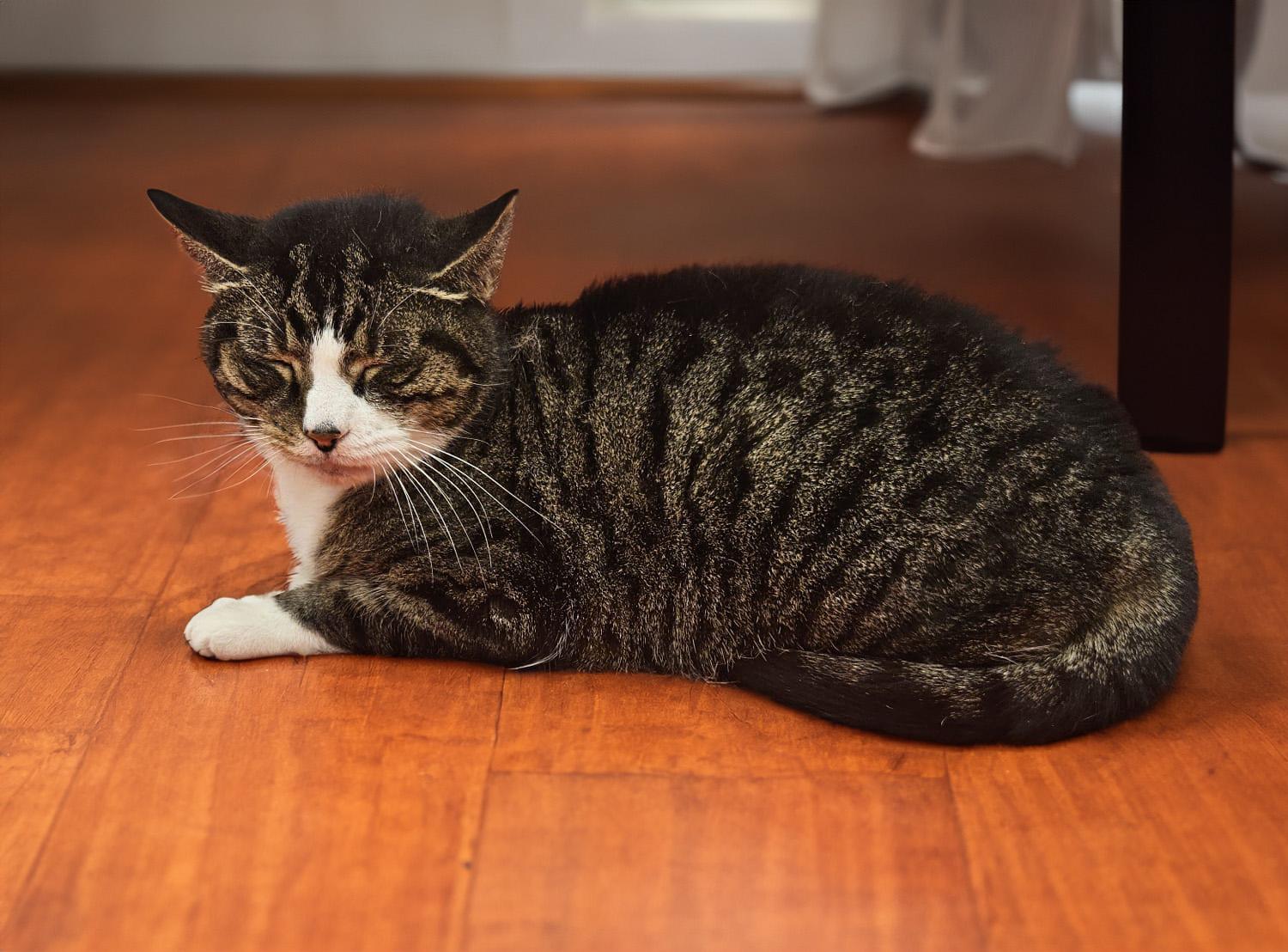 Kayla the kind hearted cutie!, a Adoptable Domestic Short Hair in New York, NY image 4/6