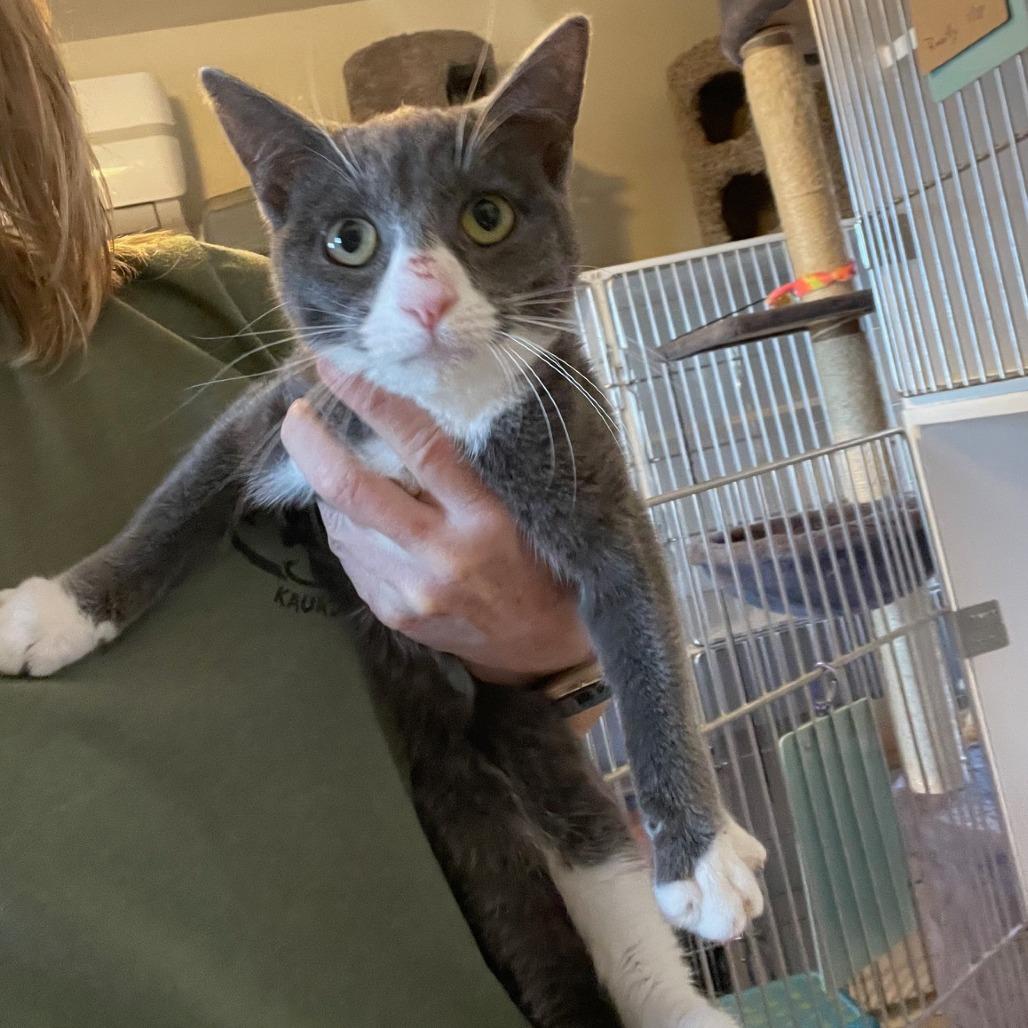 Crunch, adopted, Young Female Domestic Short Hair.