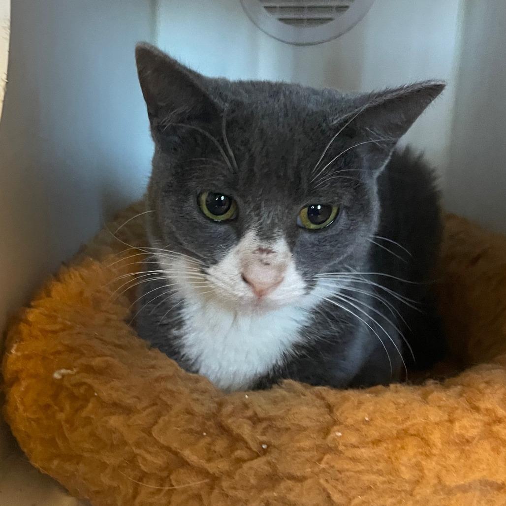 Enlarge Crunch, an adopted Domestic Short Hair in Prescott, AZ image 2/2