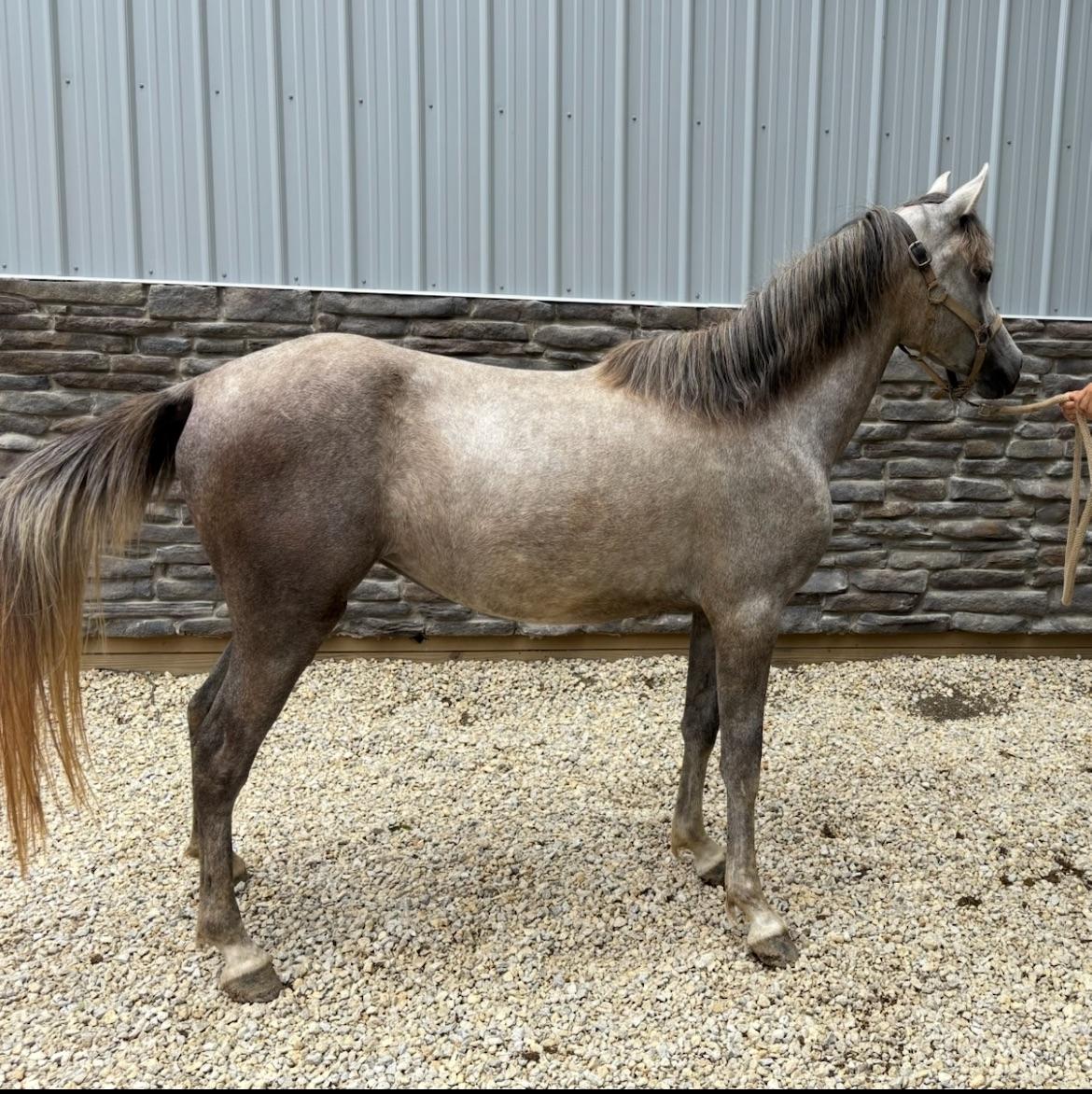 Luna, a Adoptable Arabian in Wadsworth, OH image 1/3