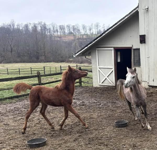 Luna, a Adoptable Arabian in Wadsworth, OH image 3/3