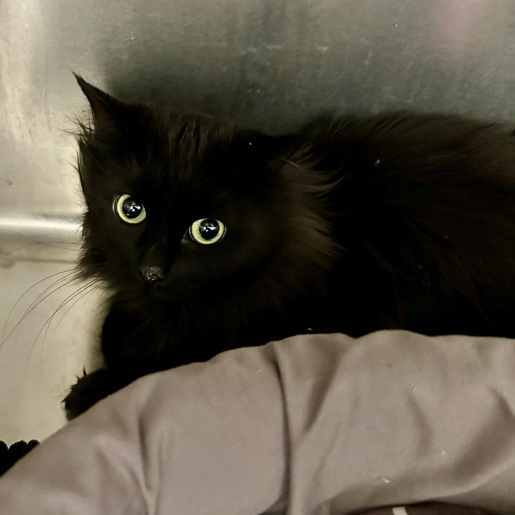 Stella, a Adoptable Domestic Medium Hair in Middleburg Heights , OH image 1/6