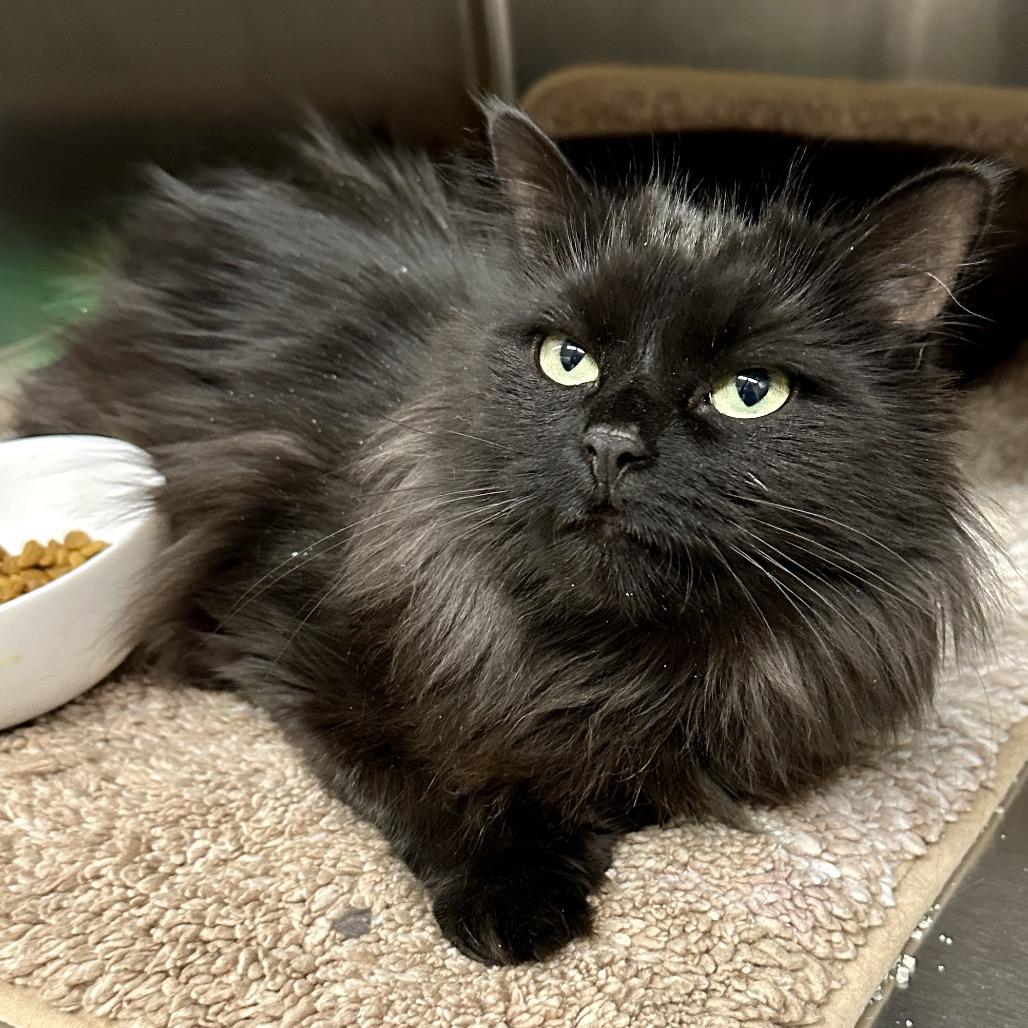 Stella, a Adoptable Domestic Medium Hair in Middleburg Heights , OH image 2/6