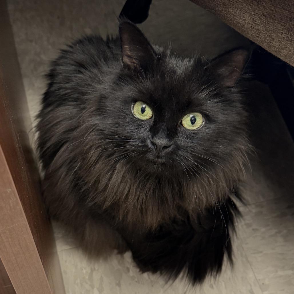 Stella, a Adoptable Domestic Medium Hair in Middleburg Heights , OH image 3/6