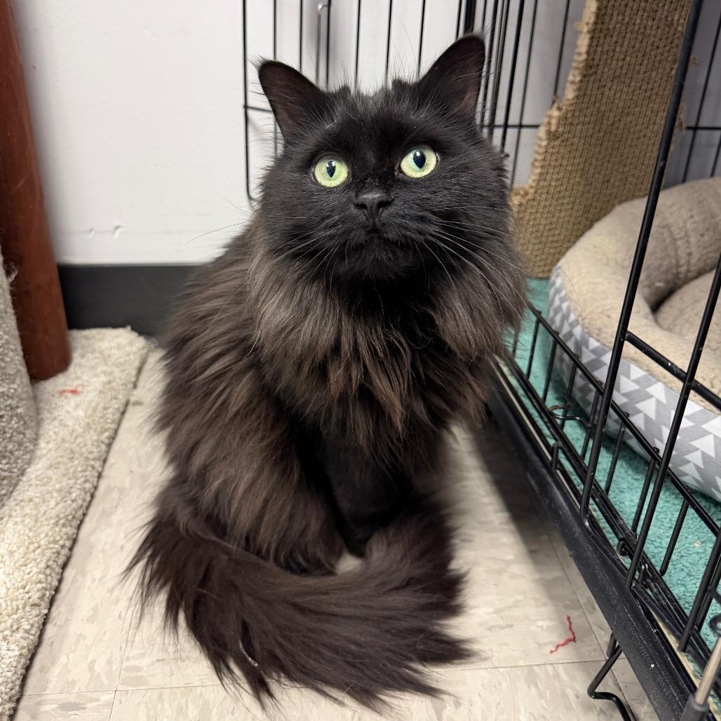 Stella, a Adoptable Domestic Medium Hair in Middleburg Heights , OH image 4/6