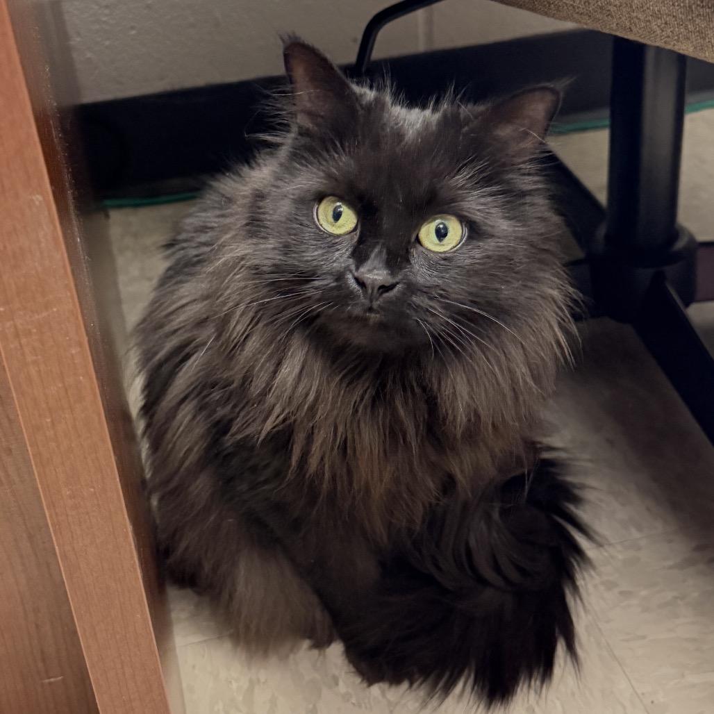 Stella, a Adoptable Domestic Medium Hair in Middleburg Heights , OH image 5/6