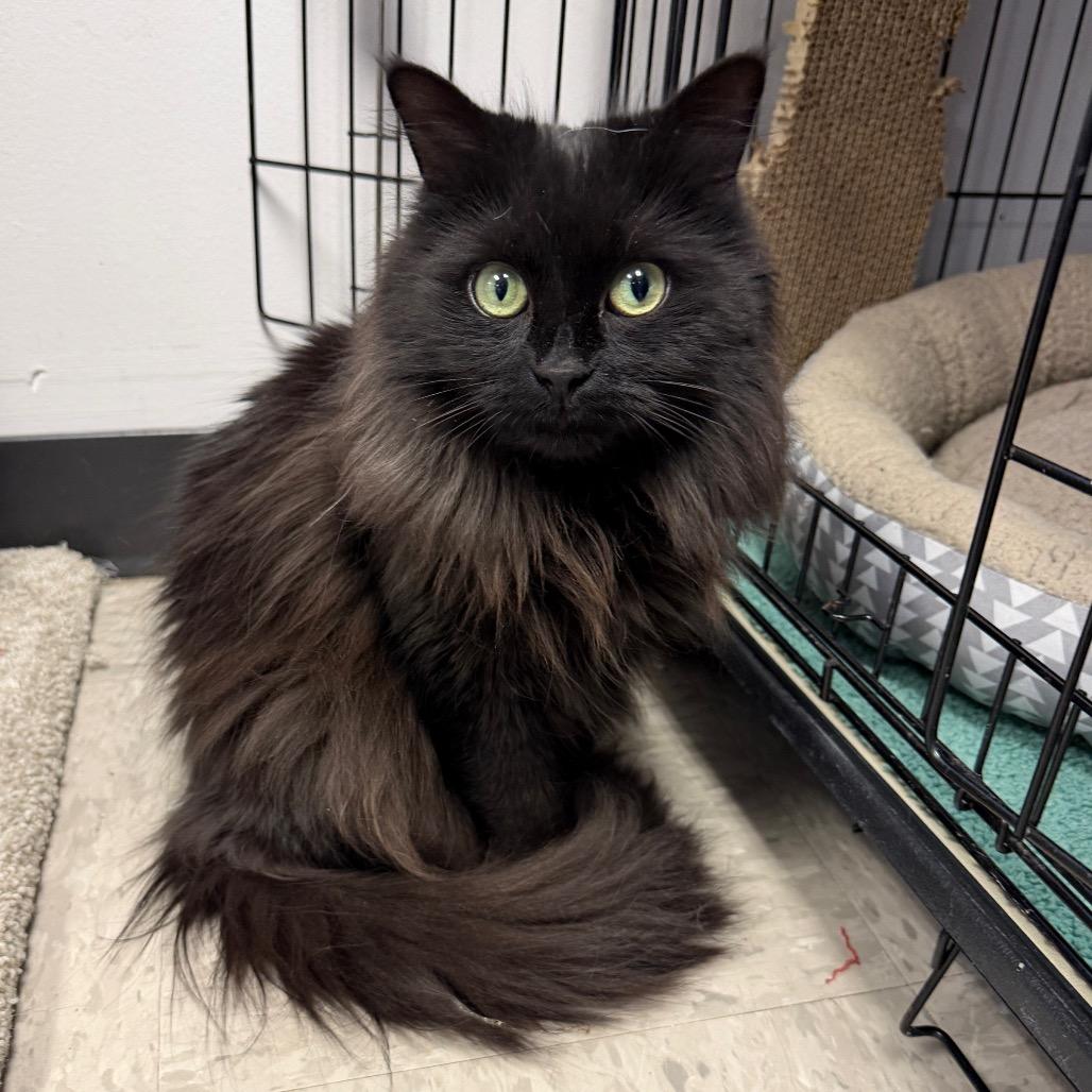 Stella, a Adoptable Domestic Medium Hair in Middleburg Heights , OH image 6/6