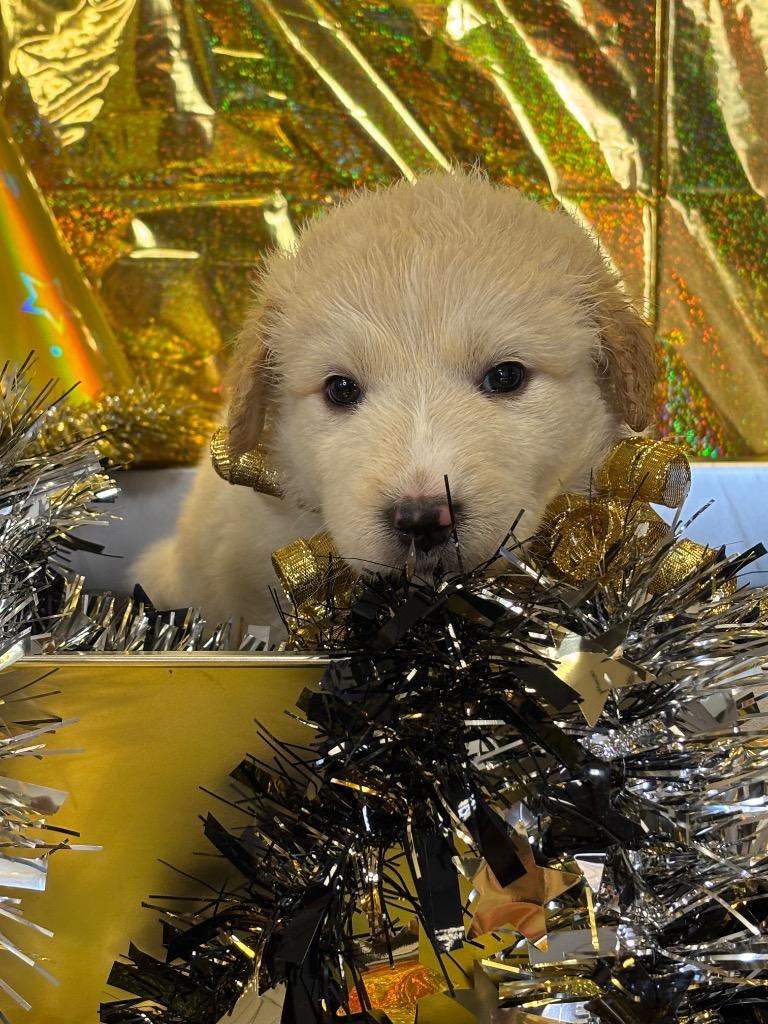 Emmitt, Adopted, Puppy Male Australian Kelpie & Great Pyrenees.