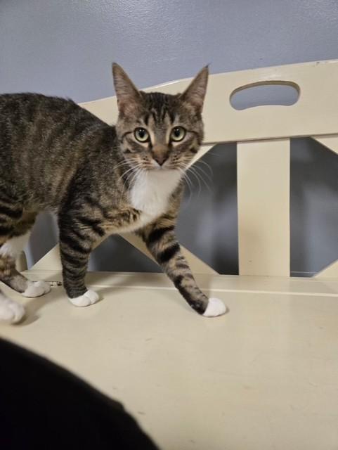 Whimsey, ADOPTABLE, Young Female Domestic Short Hair.