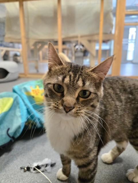 Whimsey, ADOPTABLE, Young Female Domestic Short Hair.