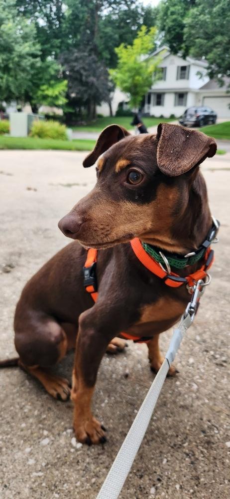 Chewbacca, Adoptable, Adult Male Miniature Pinscher.