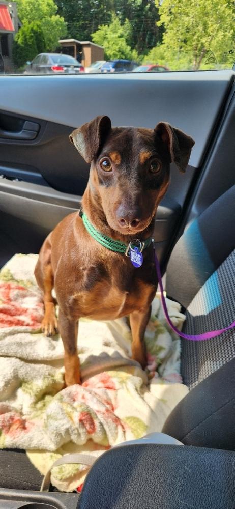 Chewbacca, a Adoptable mixed breed in Grand Rapids, MI image 3/4