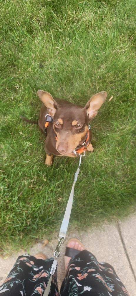Chewbacca, a Adoptable mixed breed in Grand Rapids, MI image 4/4