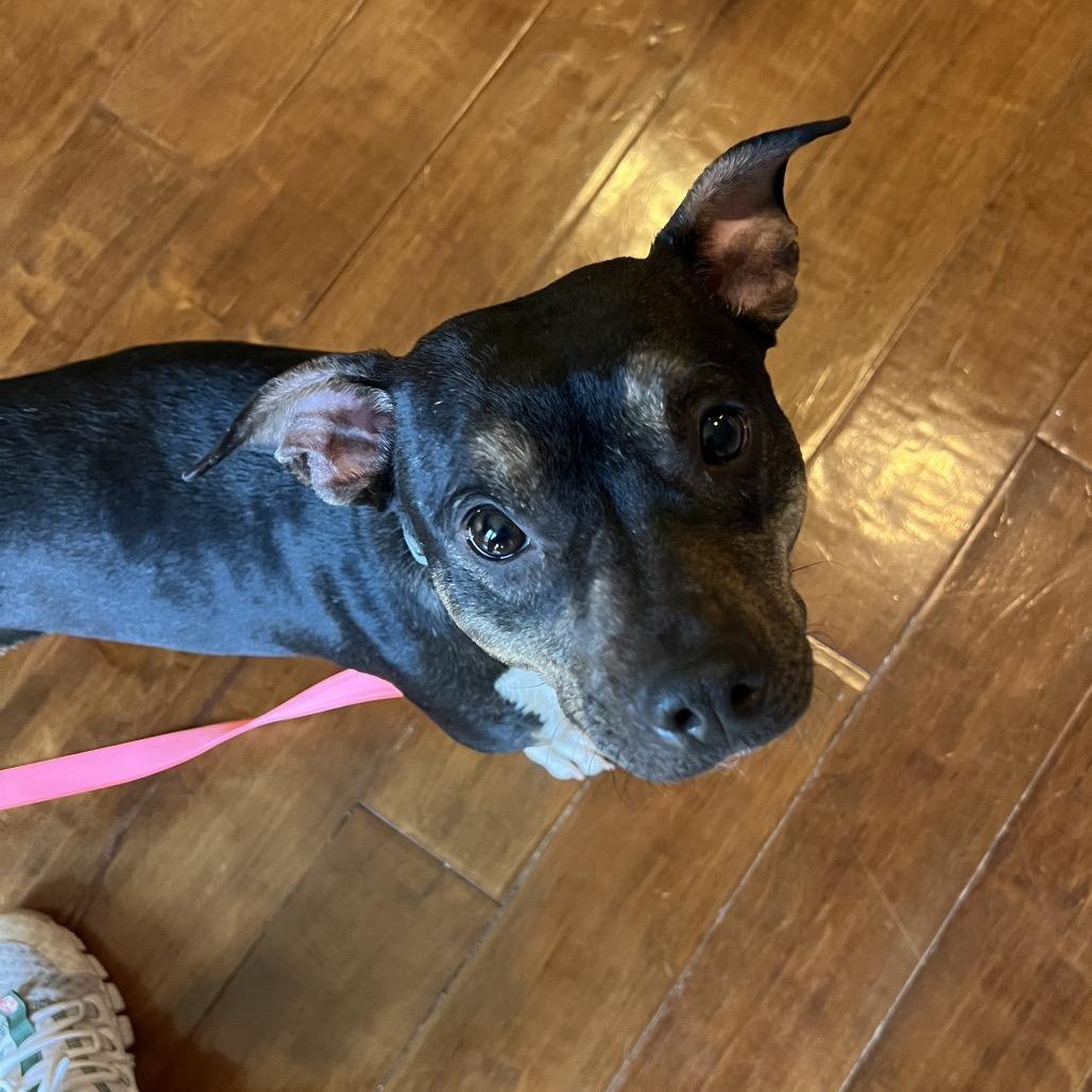 Edamame, Adoptable, Adult Female Chihuahua.