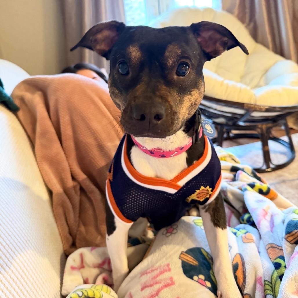 Enlarge Edamame, a Adoptable Chihuahua in Apache Junction, AZ image 3/6