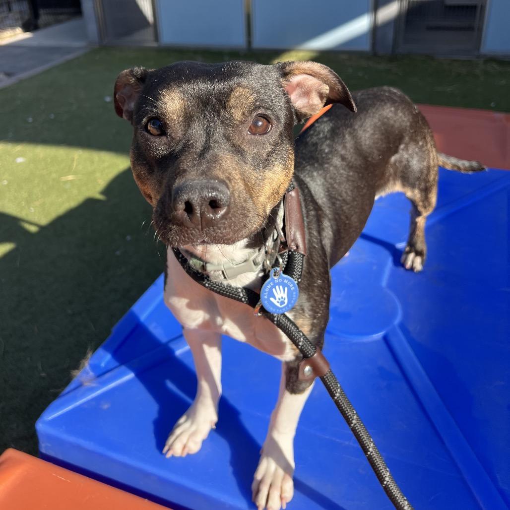 Enlarge Edamame, a Adoptable Chihuahua in Apache Junction, AZ image 6/6