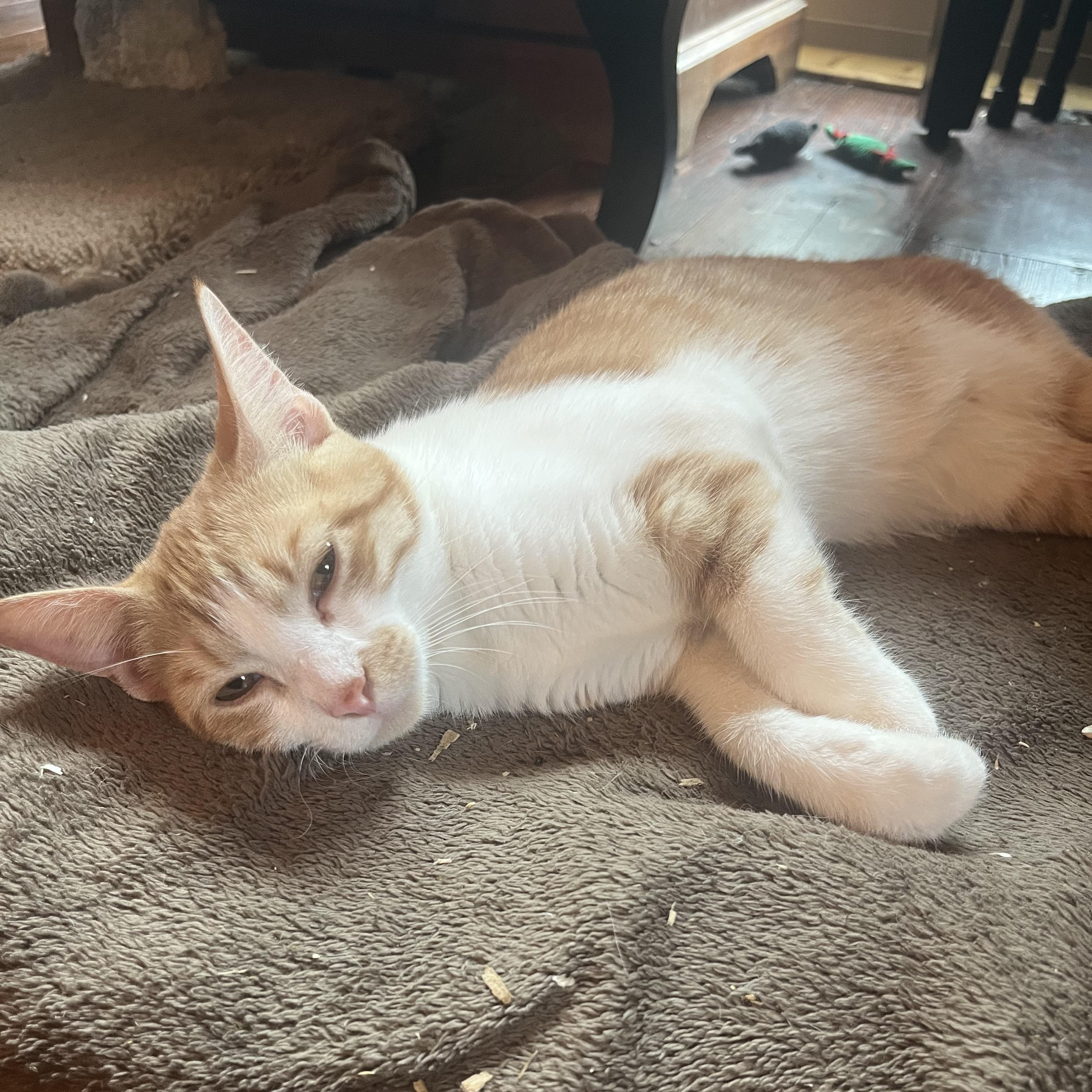 Enlarge Nugget, a Adoptable Domestic Short Hair in Dresher, PA image 2/2