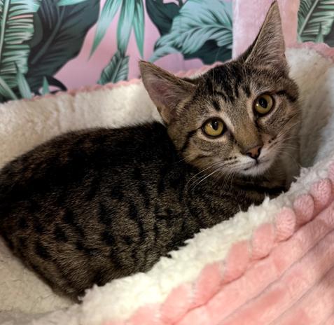 Enlarge Tabitha, an adoptable Domestic Short Hair in Cortland, OH image 3/3