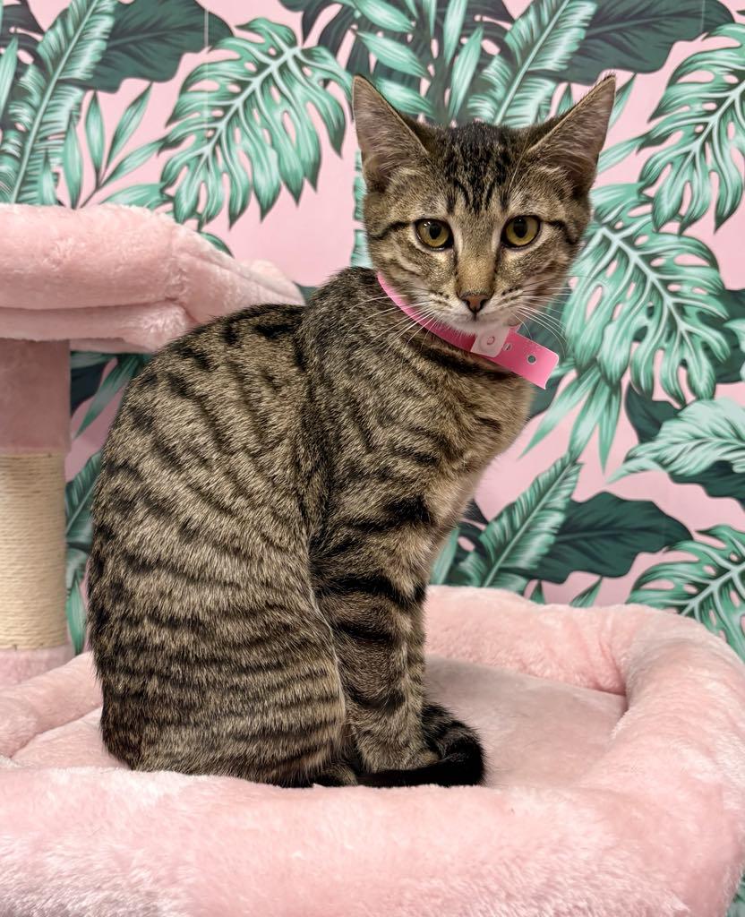 Tabitha, adoptable, Young Female Domestic Short Hair.