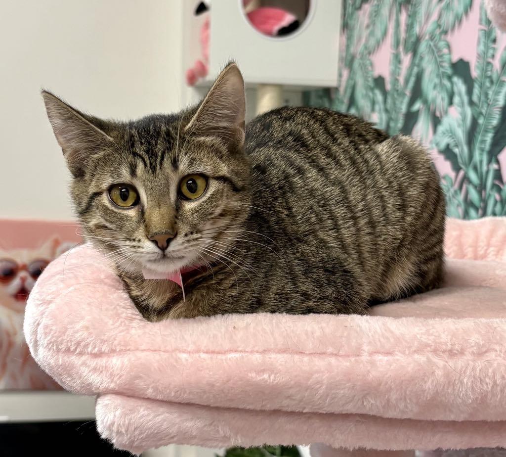 Enlarge Tabitha, an adoptable Domestic Short Hair in Cortland, OH image 2/3