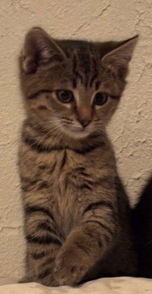 Enlarge Tabby, a Adoptable Domestic Short Hair in Cortland, OH image 1/1