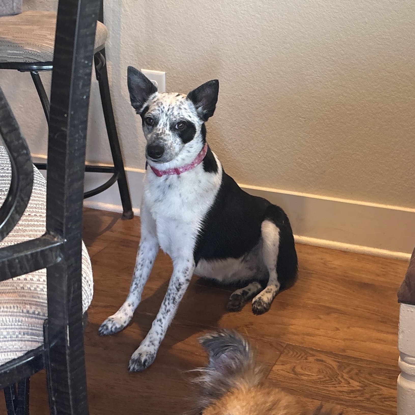 Enlarge Baby, a Adoptable mixed breed in Weatherford, TX image 2/4