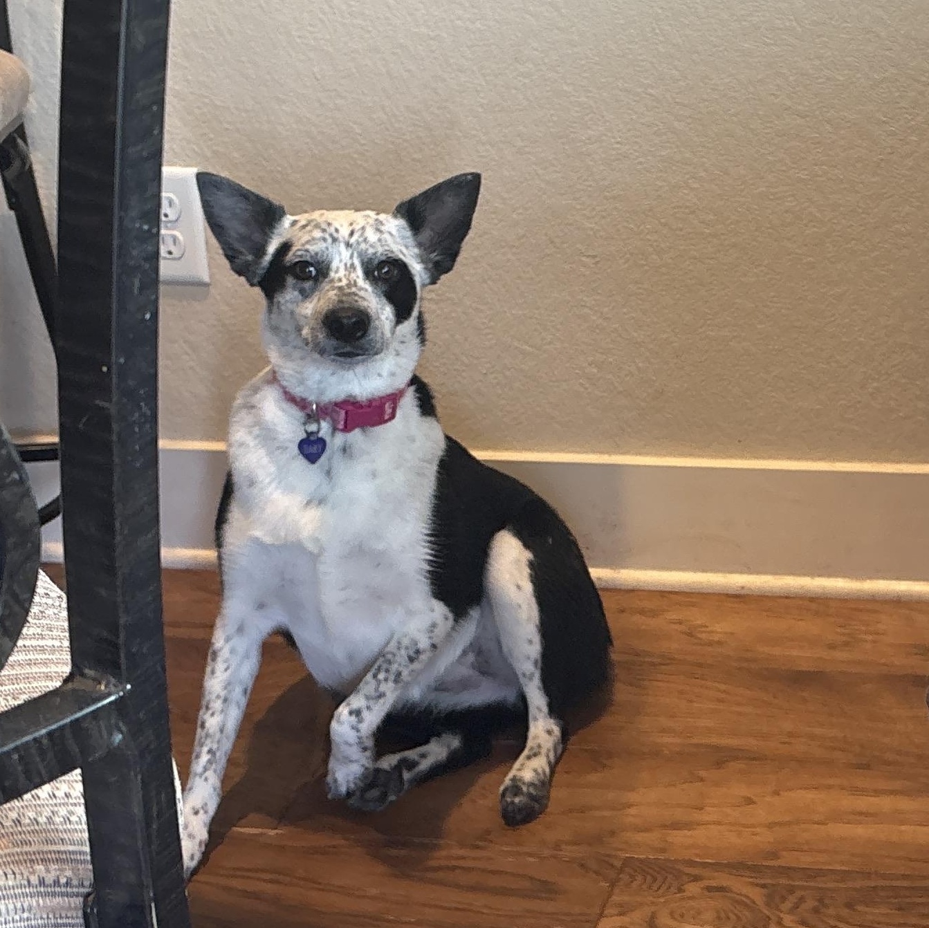 Enlarge Baby, a Adoptable mixed breed in Weatherford, TX image 4/4