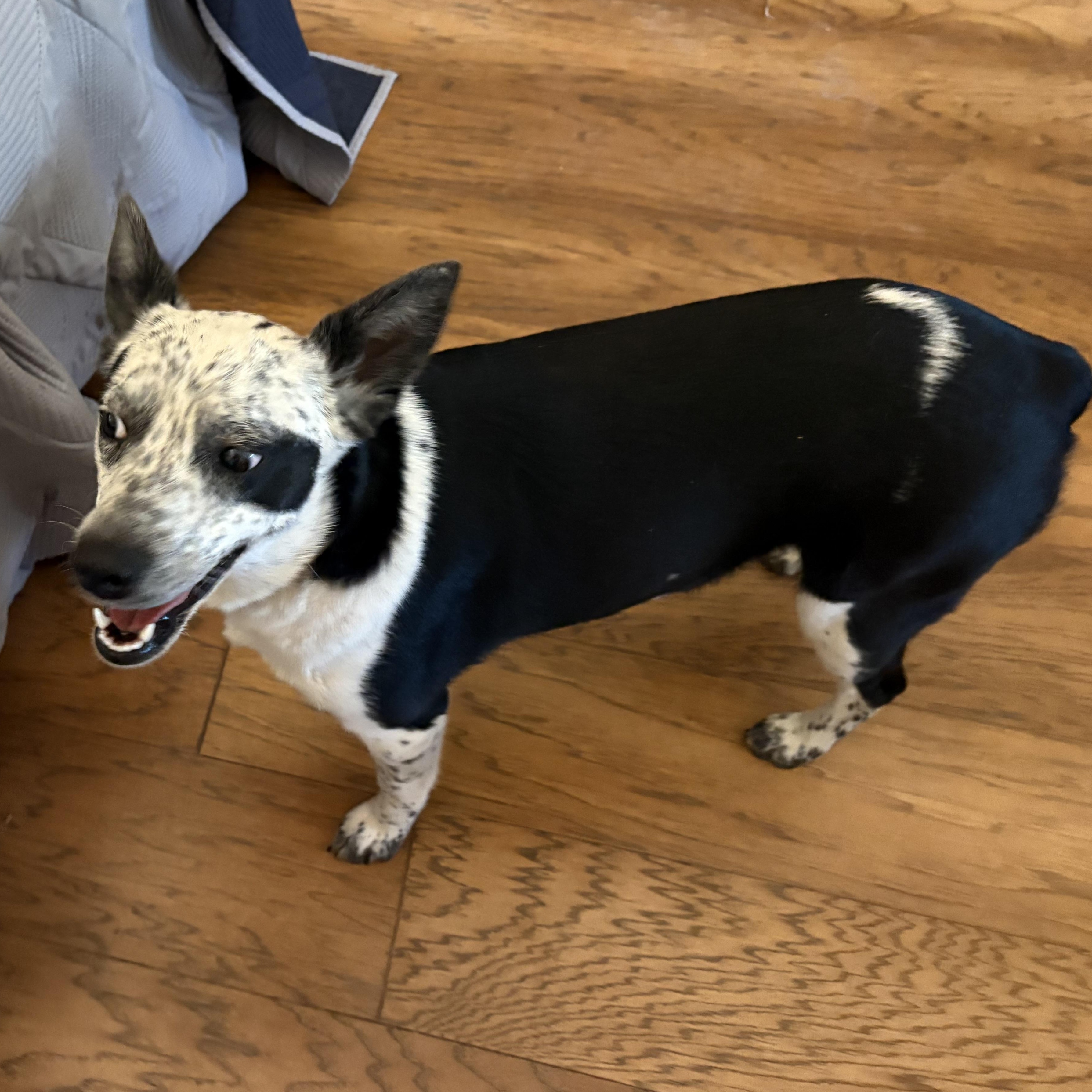 Enlarge Baby, a Adoptable mixed breed in Weatherford, TX image 3/4