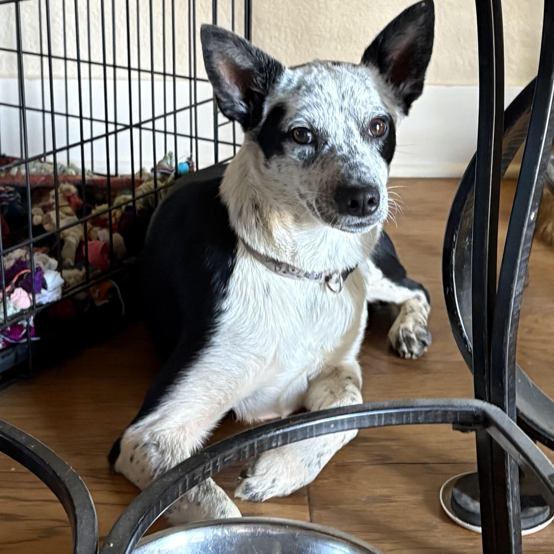 Enlarge Baby, a Adoptable mixed breed in Weatherford, TX image 1/4