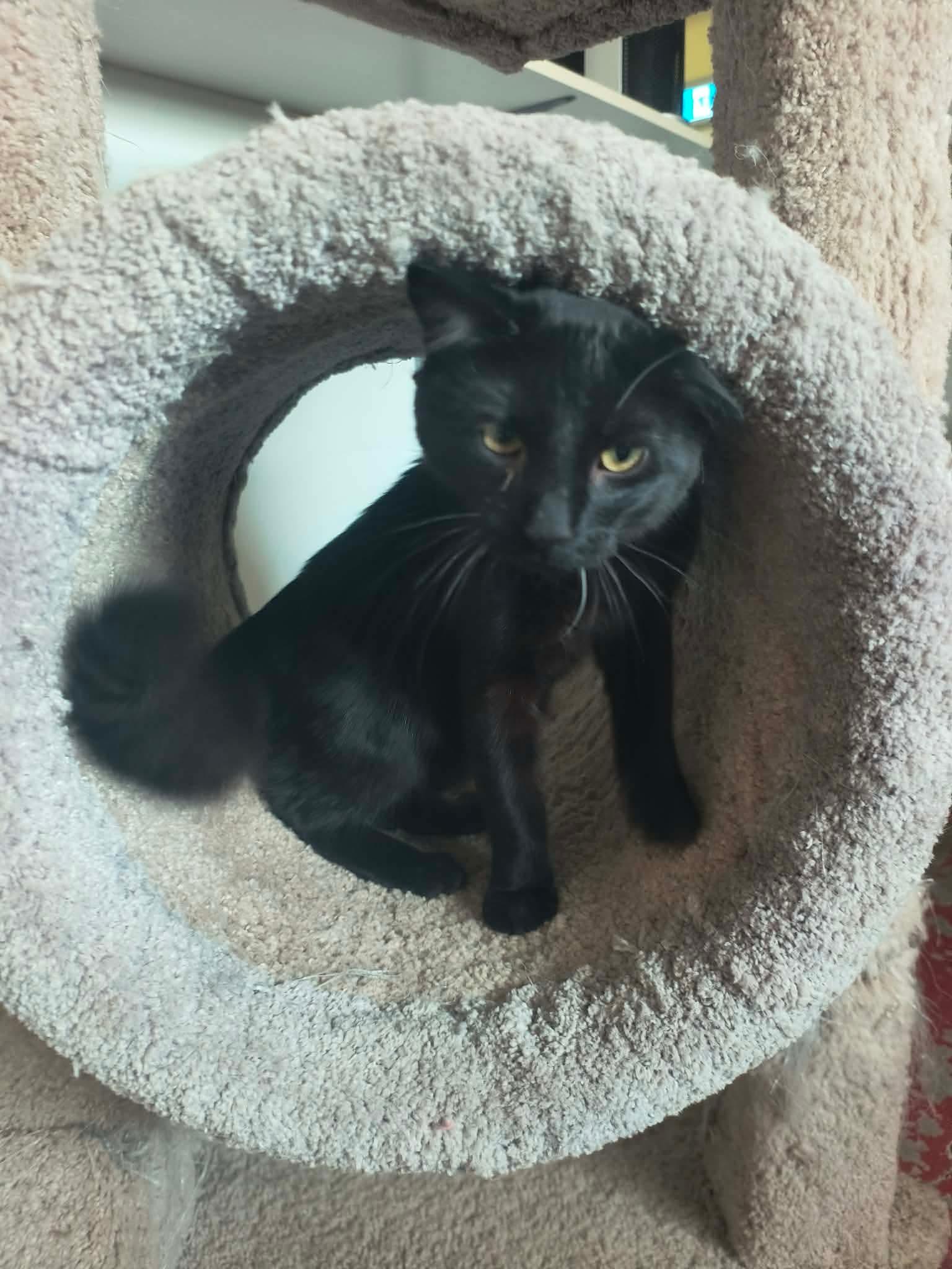 Enlarge Oscar, a ADOPTABLE Domestic Short Hair in Fort Smith, NT image 1/2