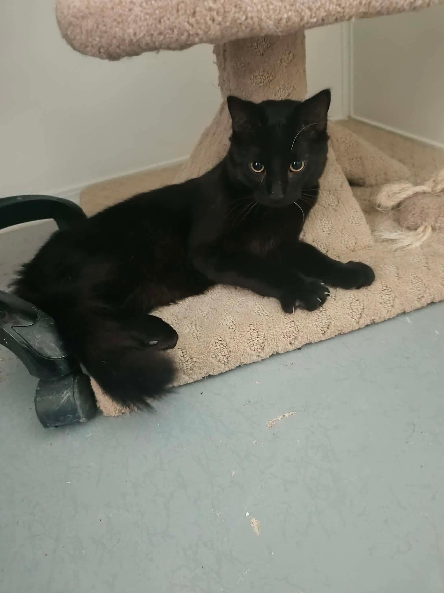 Enlarge Oscar, a ADOPTABLE Domestic Short Hair in Fort Smith, NT image 2/2