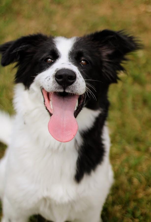 Enlarge Asha, a Adoptable mixed breed in Battle Creek, MI image 4/6