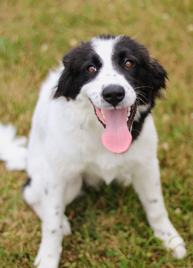 Enlarge Asha, a Adoptable mixed breed in Battle Creek, MI image 5/6