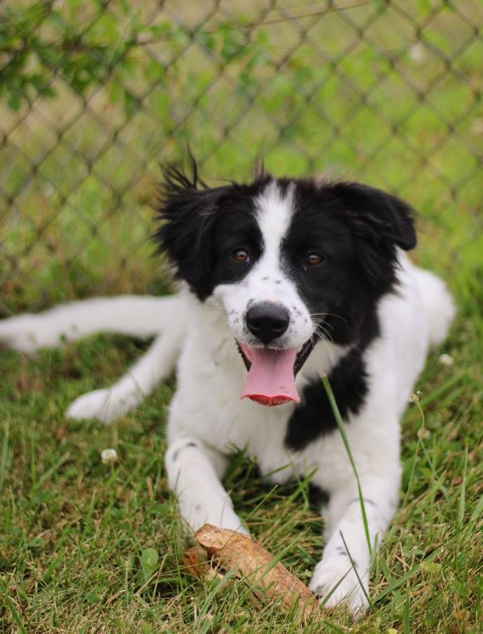 Enlarge Asha, a Adoptable mixed breed in Battle Creek, MI image 3/6