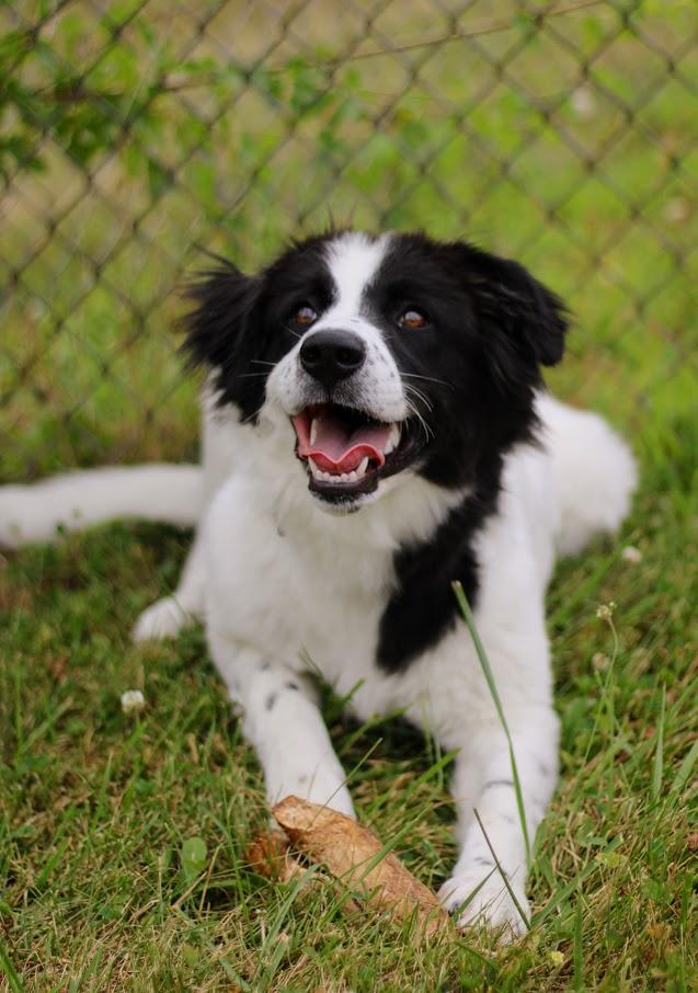 Asha, Adoptable, Puppy Female Great Pyrenees.