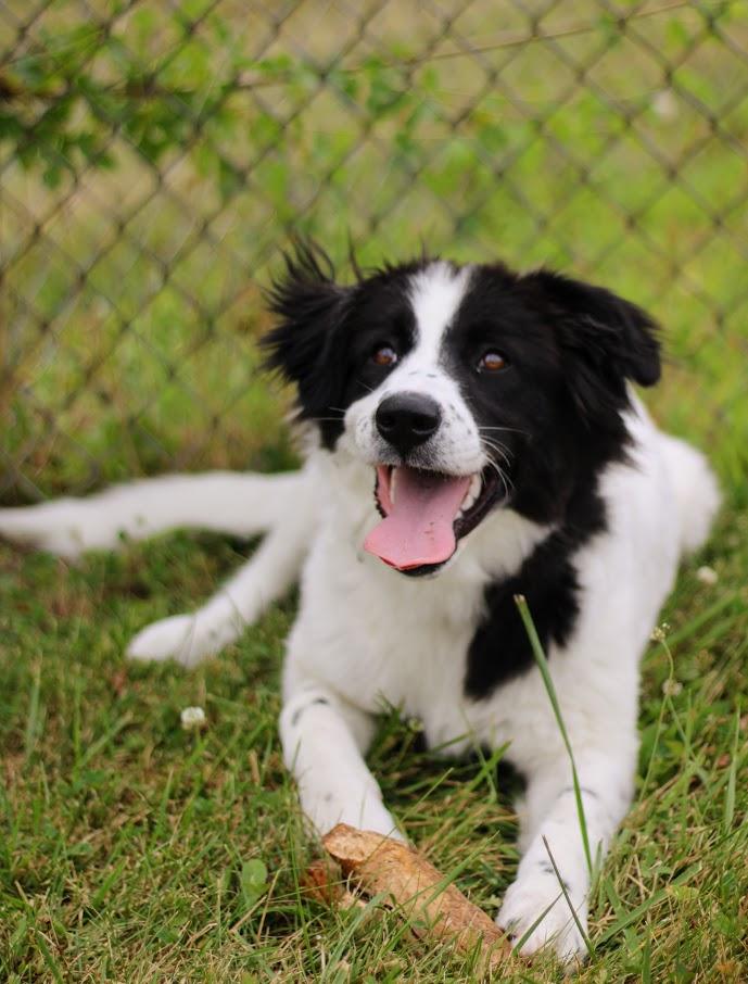Enlarge Asha, a Adoptable mixed breed in Battle Creek, MI image 6/6