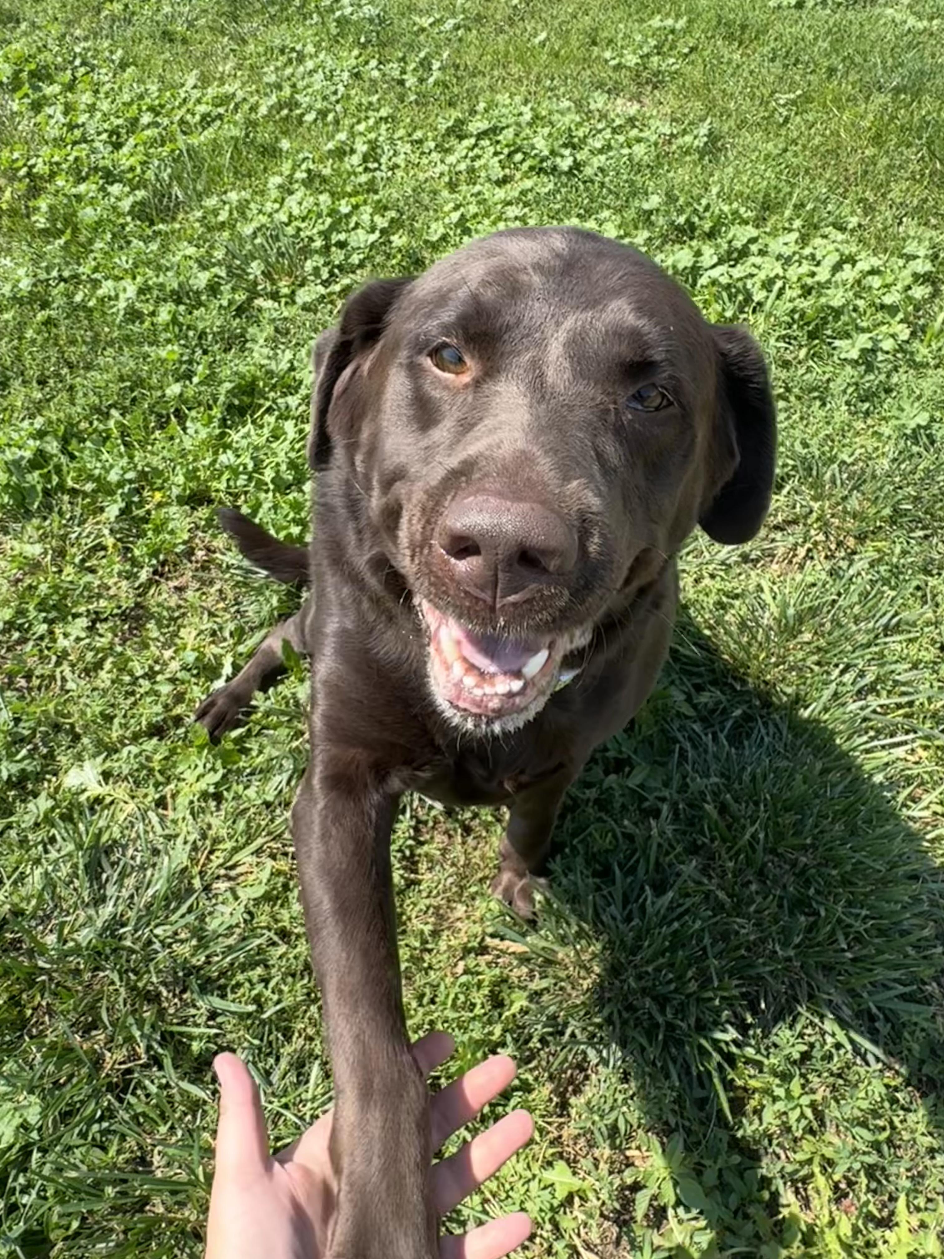 Takoda, an adopted Chocolate Labrador Retriever in Grant, NE image 6/6