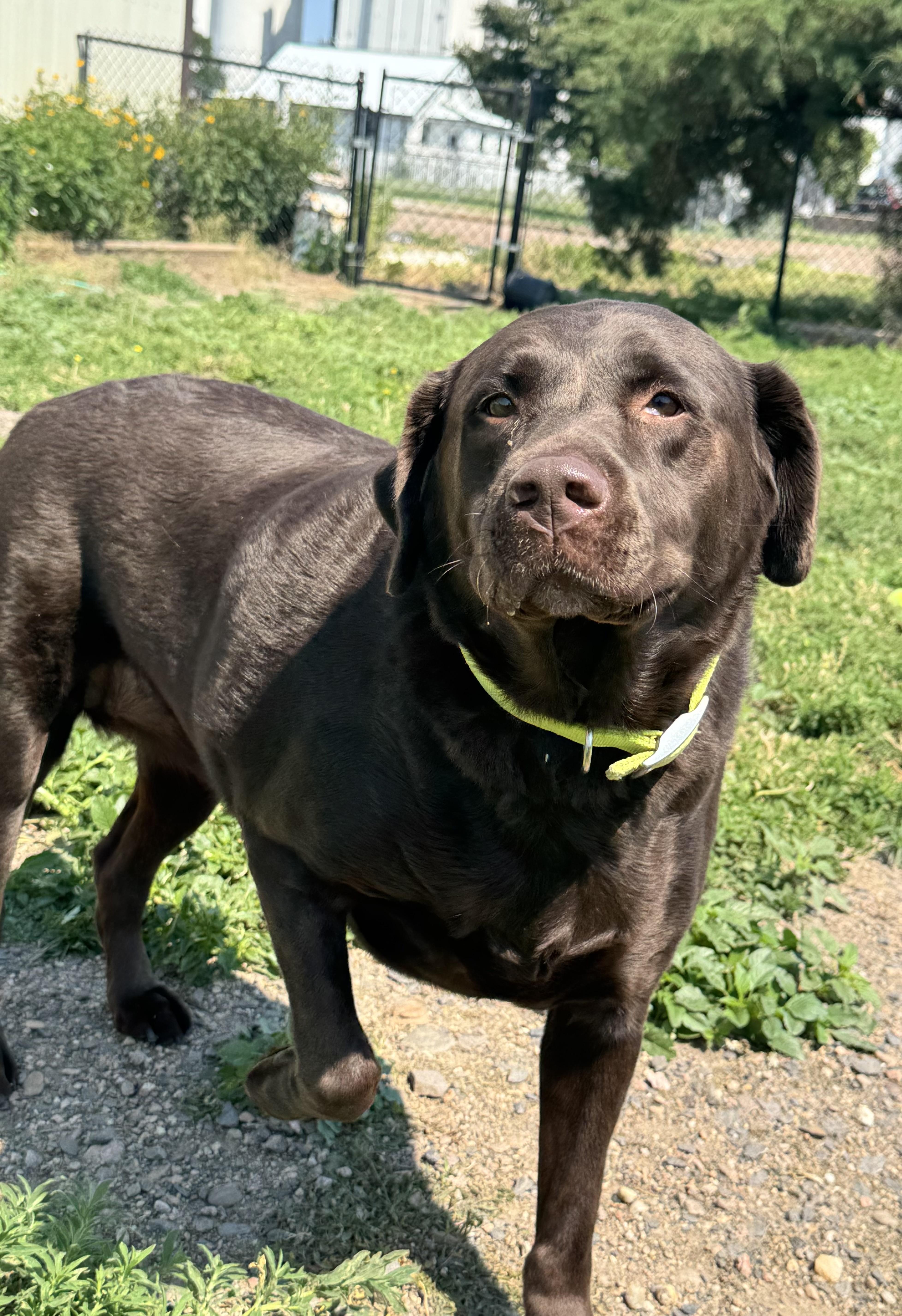 Takoda, an adopted Chocolate Labrador Retriever in Grant, NE image 3/6