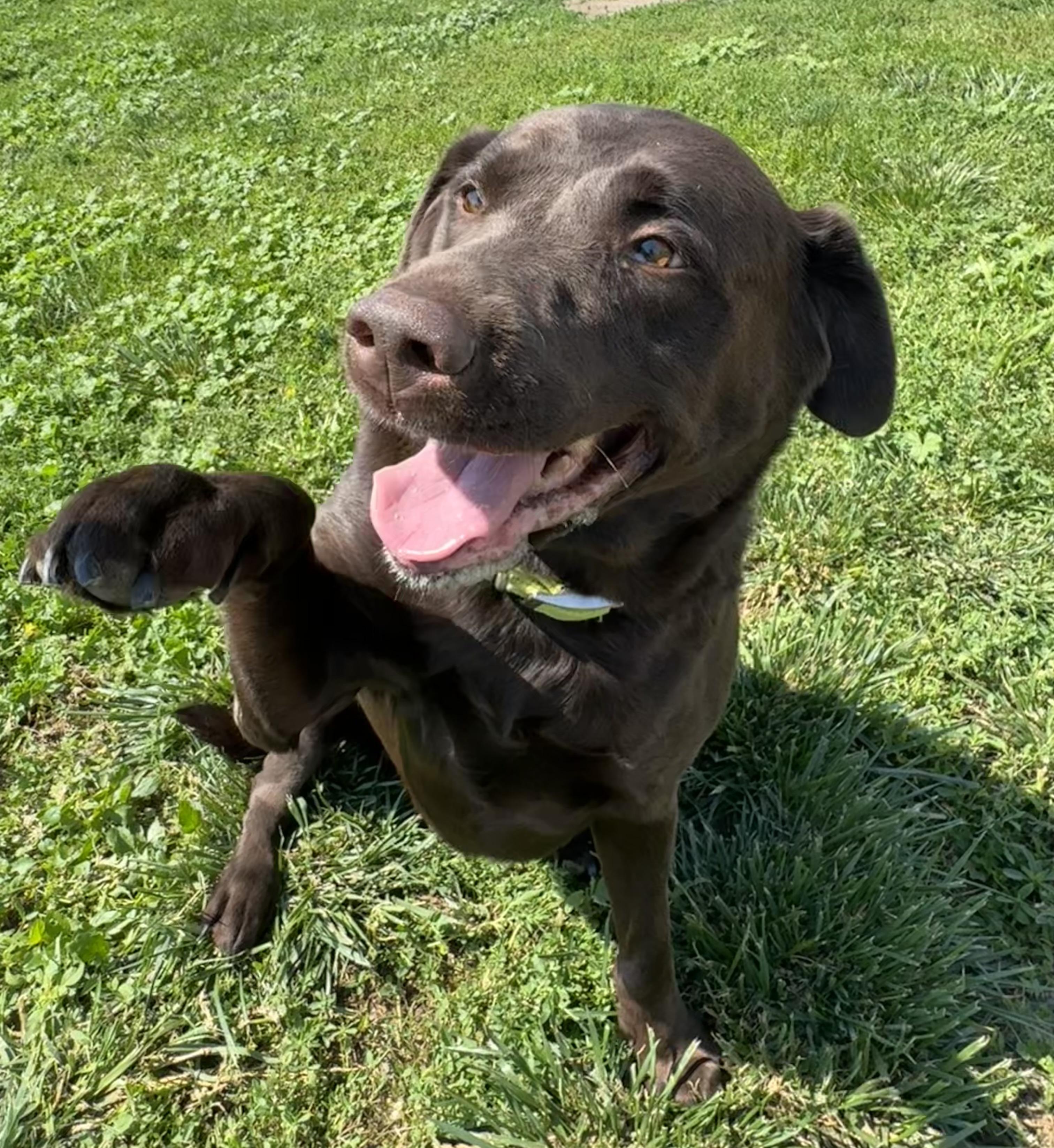 Takoda, adopted, Adult Female Chocolate Labrador Retriever.