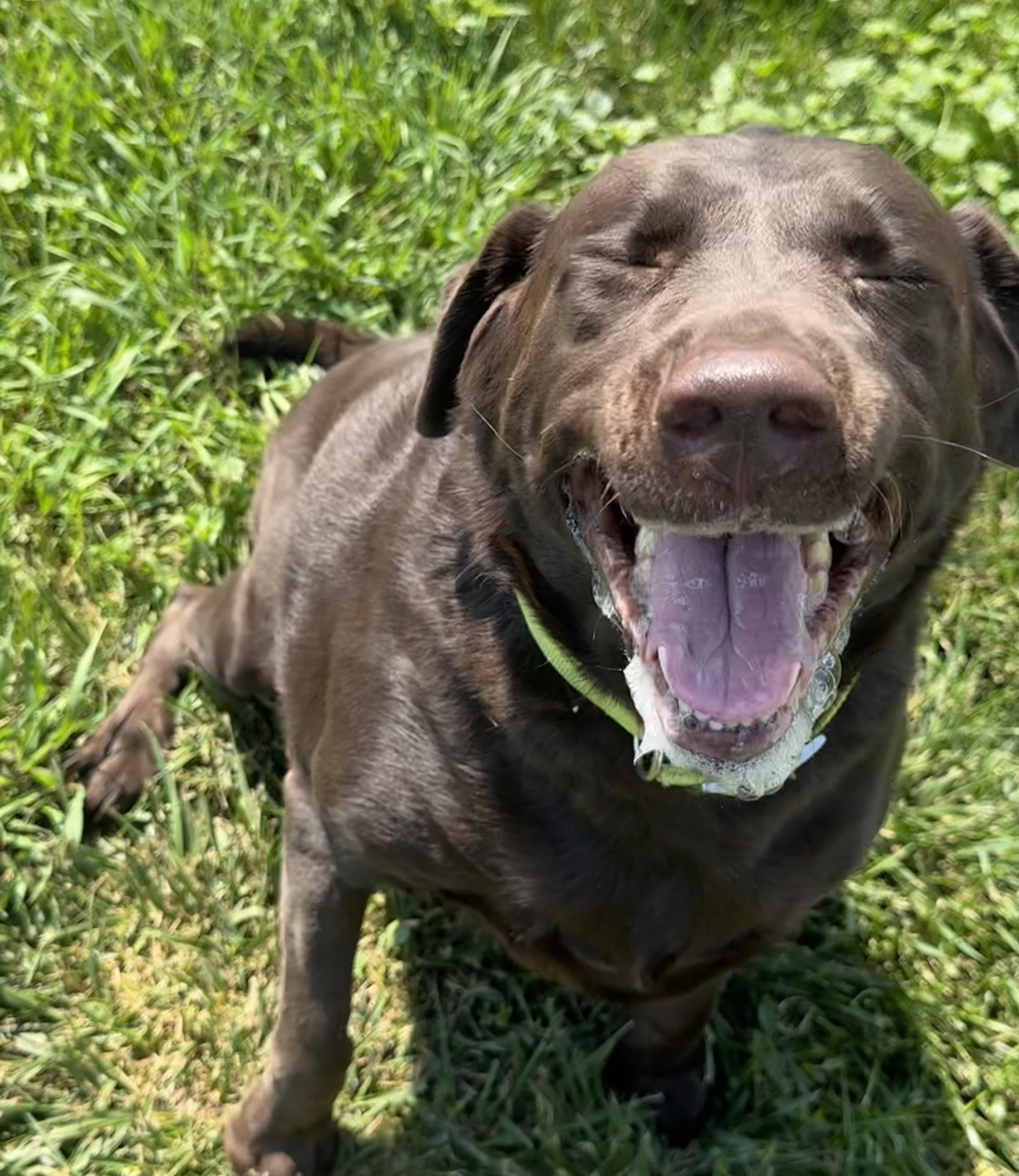 Takoda, an adopted Chocolate Labrador Retriever in Grant, NE image 4/6