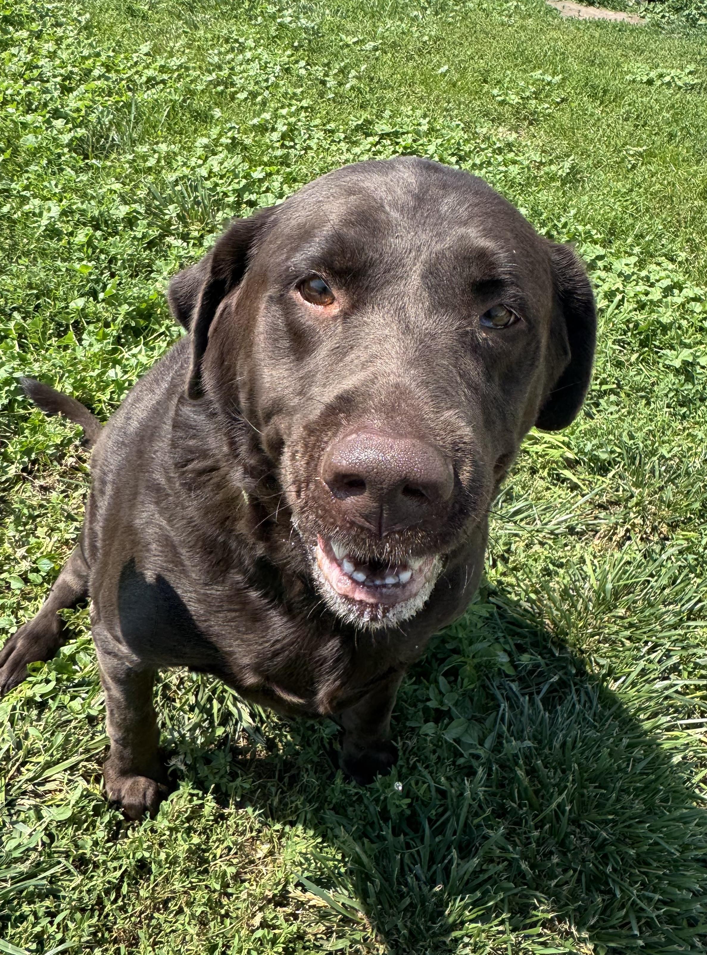 Takoda, an adopted Chocolate Labrador Retriever in Grant, NE image 5/6